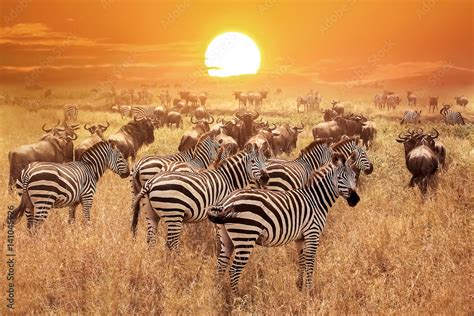 Zebra At Sunset In The Serengeti National Park Africa Tanzania Stock