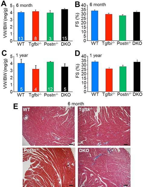 Figure 23 From Dissecting The Roles Of Periostin And TGFBI In