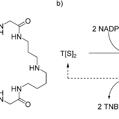 The Structure Of Trypanothione T S 2 The Substrate Of TryR B The