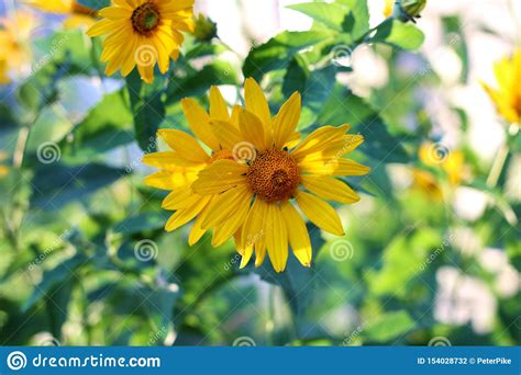 Orange Yellow Flowers At Sunset Similar To Daisy Flowers On A Blurred