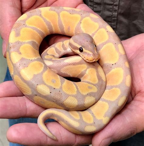 Richard Allen On Instagram Beautiful Male Banana Ball Python