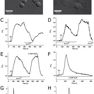 A Representative Tracings Of Ca C Elevation Induced By Nem