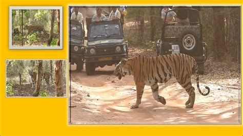 Tiger Sightings At Bandhavgarh Tiger Reserve Youtube