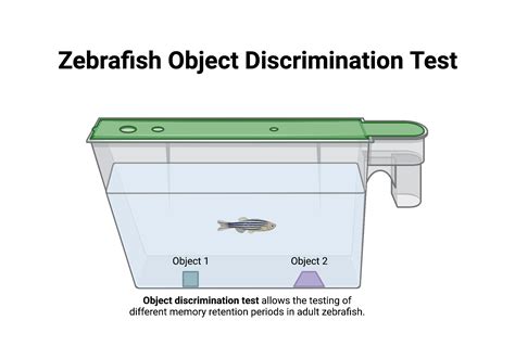 Zebrafish Object Discrimination Test Biorender Science Templates