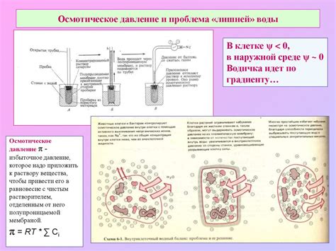 Водный обмен - презентация онлайн