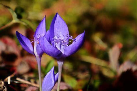 Blumen Blüht Herbstblumen Blaue Kostenloses Foto auf Pixabay Pixabay