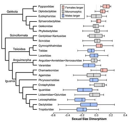 Sexual Size Dimorphism Cox Lab