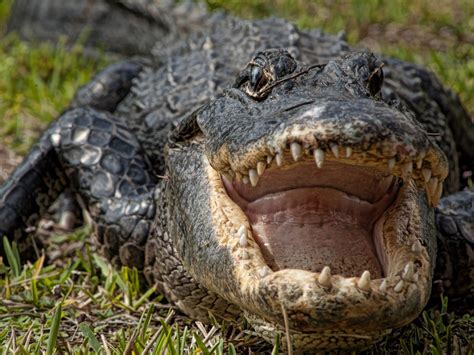 American Alligator Attacks