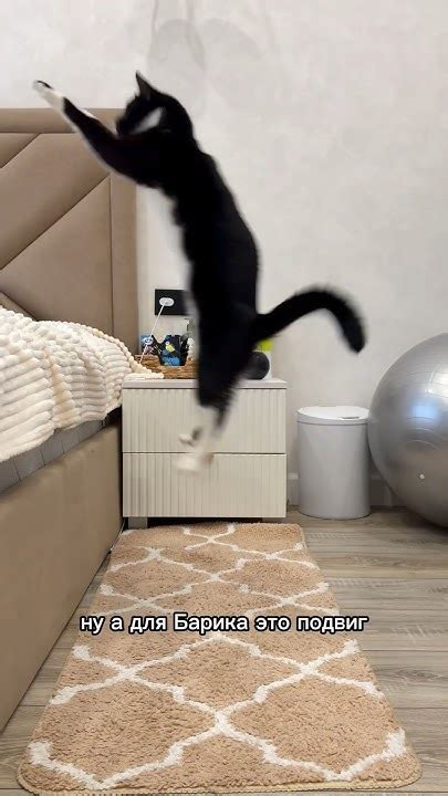 СУПЕРСПОСОБНОСТЬ: ДВОЙНОЙ ПРЫЖОК #кот #смешныеживотные # ...