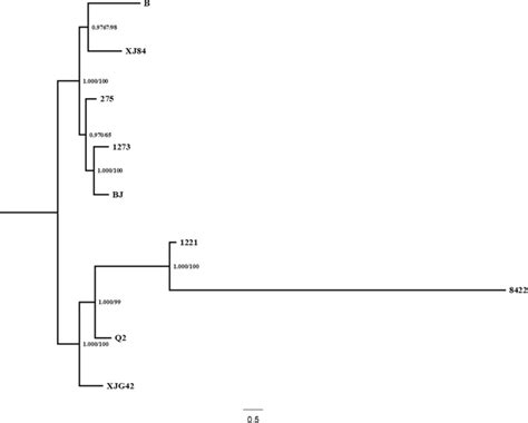 Multi Locus Phylogenetic Tree Inferred From Bayesian Analysis Using The