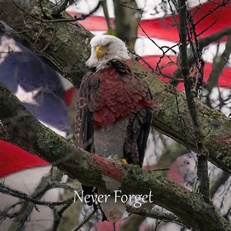 Bald Eagles of Centerport, NY | I heard John Denver sing this in