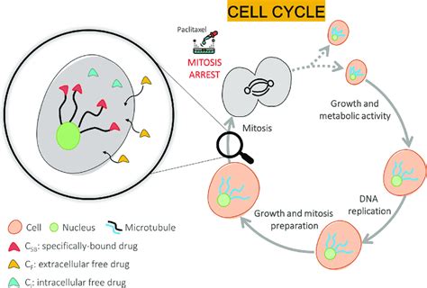 Schematic Representation Of The Biological Process Occurring During The