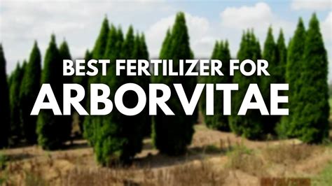 Best Fertilizer For Arborvitae For Denser And Darker Growth Youtube