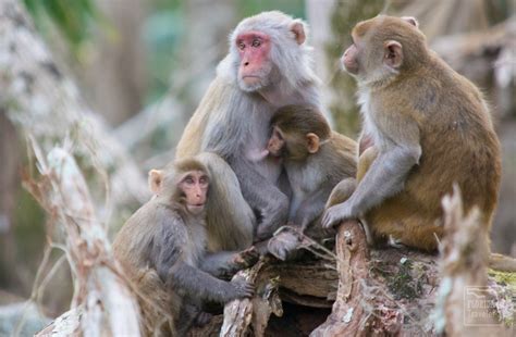 Silver Springs Wild Monkeys Attract Tourists – And Controversy