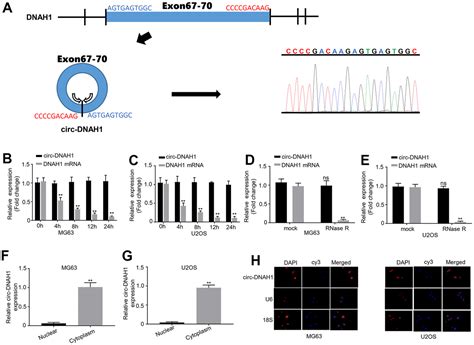 A Novel Circular Rna Dnah Inhibits Osteosarcoma Progression By