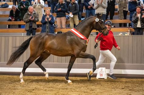 Sensational 1 2 Million For Westfalian Champion Stallion Breeding