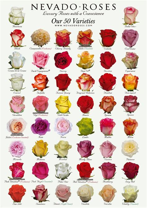 Types Of Rose Flowers With Names