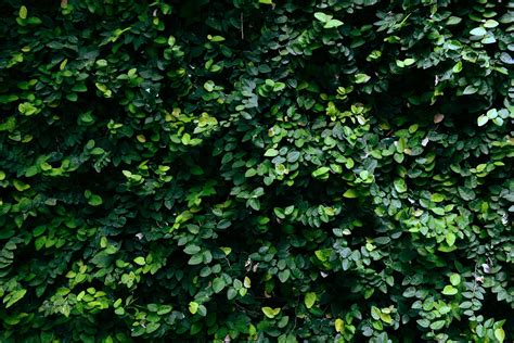 Green Leaves Texture Background Natural Green Plant Wall Or Small Leaf In The Forest 17725890