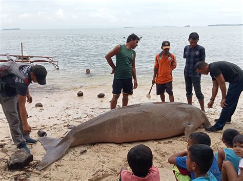 Terjadi Lagi Seekor Dugong Mati Terdampar Di Pantai Juanga Morotai