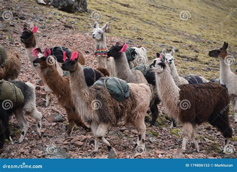 A Pack Of Llamas In The Andes Mountains Ausangate Cusco Peru Stock