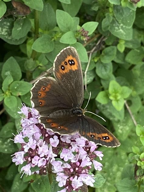 Scotch Argus From Naturpark Fr Nkische Schweiz Frankenjura Plech