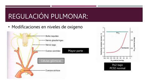 Fisiologia Pulmonar Guyton Introducci N Pptx Ppt