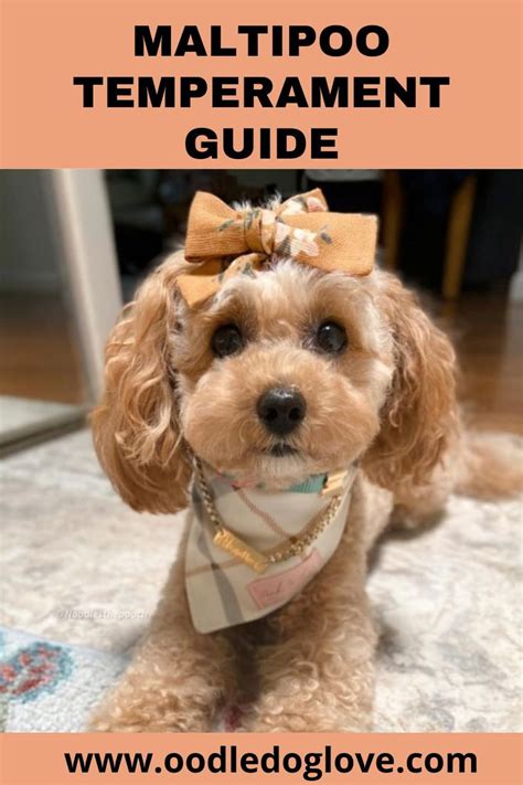Maltipoo Temperament Guide Maltese Poodle Mix Maltese Poodle Mix