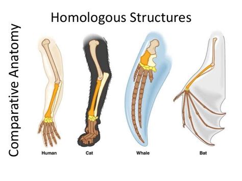 02 Evidence Of Evolution Comparative Anatomy