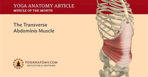 Transverse Abdominis Muscle