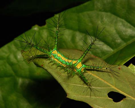Strange Caterpillars Of Yunnan Province China Rredscarepod