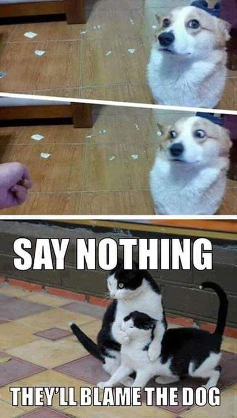 14 Dog vs cat memes ideas | cat memes, funny animals, funny dogs