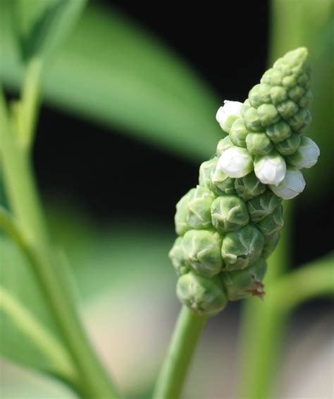 Sphenoclea zeylanica Plantas acuáticas invasoras México iNaturalist