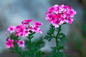 Verbena Growing Tips For Warm Zones Gardeners Path