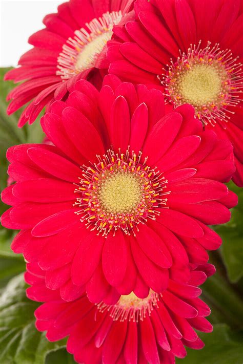 Gerbera Bild Kaufen Gartenbildagentur Friedrich Strauss