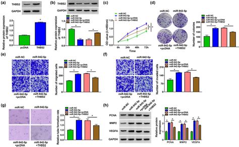 Effects Of Mir P And Thbs On The Biological Functions Of