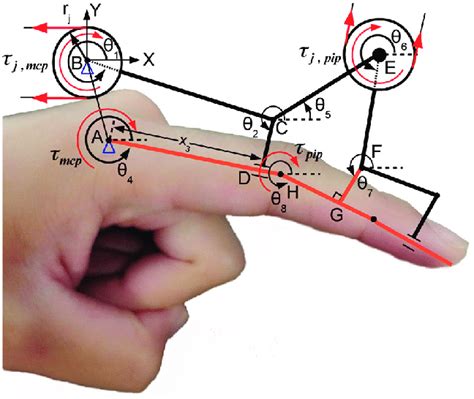 Nomenclature For The Kinematic Model Of The Designed Index Finger