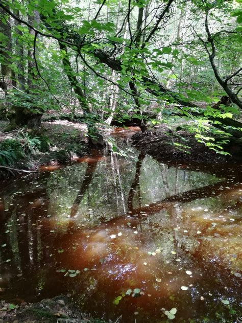 Home of Winnie the Pooh Ashdown Forest England [OC] (1551x2015) #Music ...