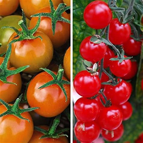 Tomato Plants Uk ‘sweetest Tomato Duo Half Hardy Annual Cordon