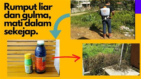 Cara Membasmi Rumput Liar Dan Gulma Dengan Cepat Jam Langsung Reaksi