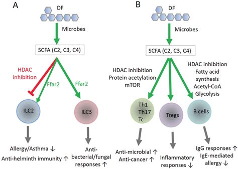 Direct Regulation Of Ilcs T Cells And B Cells By Scfas A Scfas