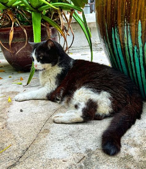 50260 Pernickety Pets Six Toed Cat At The Hemmingway House In Key