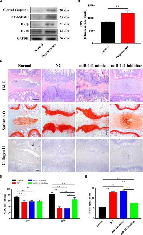 Frontiers Mirna Induced Pyroptosis In Intervertebral Disk