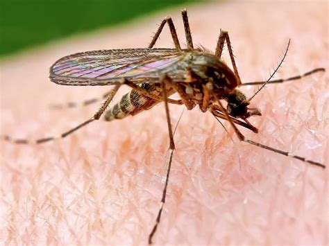 Culex Mosquito Melanoconion Mosquito Plus