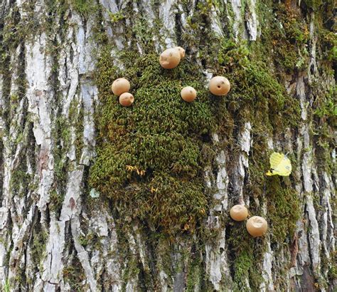 芦生の森 上谷・杉尾峠 三国岳・経ヶ岳・小野村割岳の写真41枚目 Yamap ヤマップ