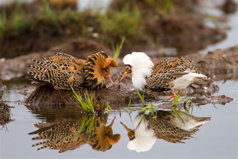 Ruff Audubon Field Guide