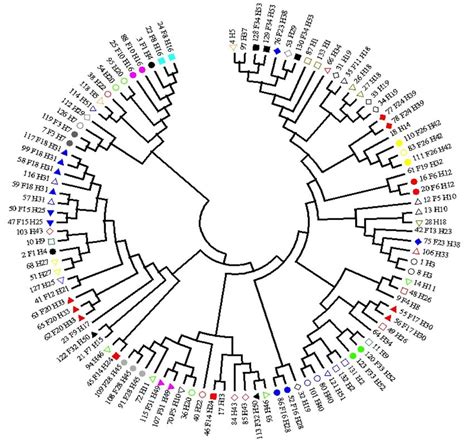 Phylogenetic Tree From The HCV Sequences Of 105 Patients Infected By