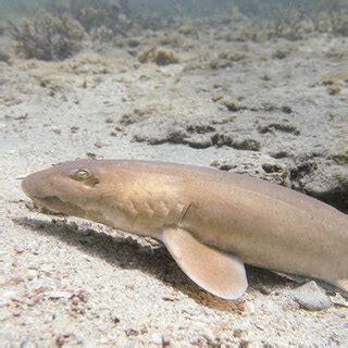 2 The Arabian carpetshark is one of the more common shark species in ...