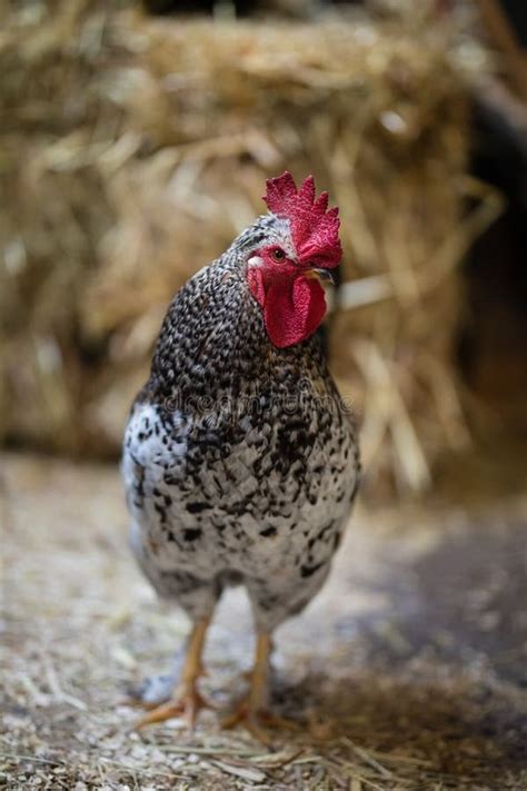 Chicken Bird Stock Image Image Of Ground Soil White 133349235