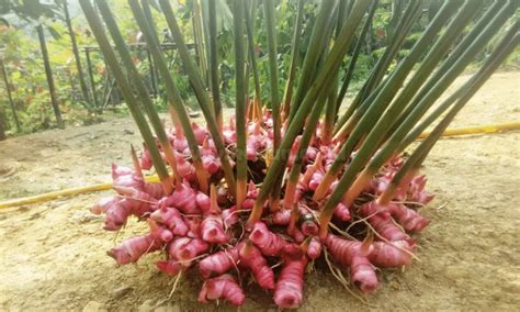 Panduan Cara Menanam Lengkuas Di Pot Bahas Lengkap Kebun Co Id