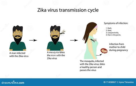 Ciclo Da Transmiss O Do V Rus De Zika Infographics Ilustra O Do Vetor